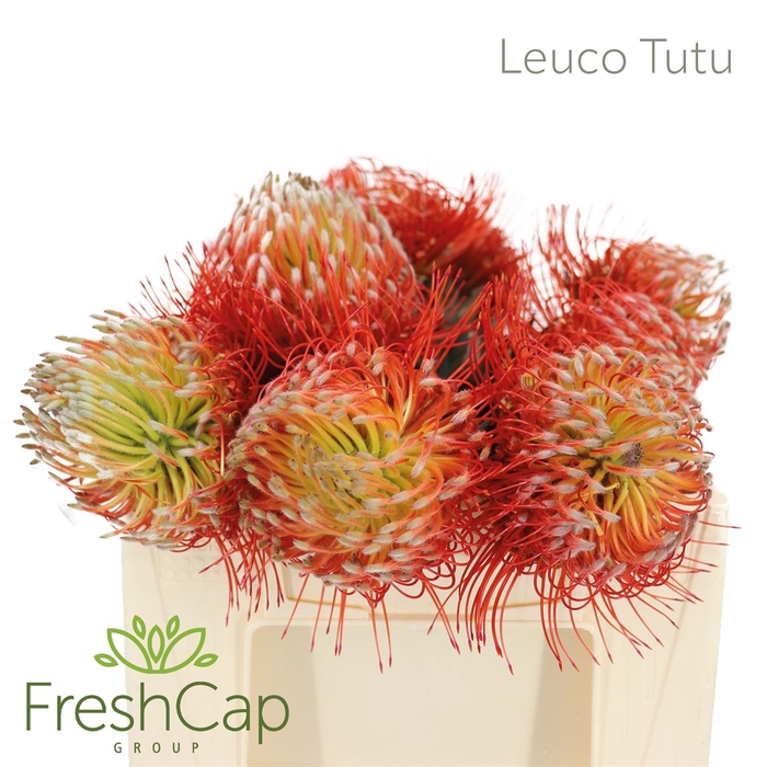 <h4>Leuco Tutu</h4>