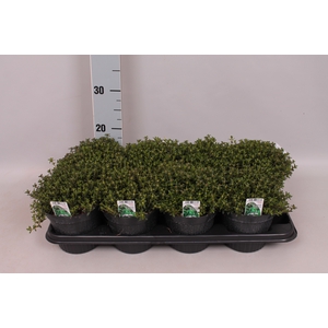 Kruiden I Satureja montana ( Bonekruid)