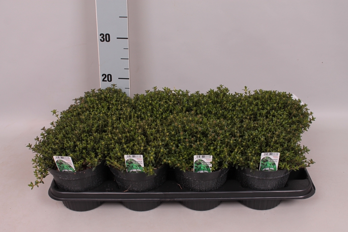 <h4>Kruiden I Satureja montana ( Bonekruid)</h4>