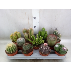 Cactus   ...mix