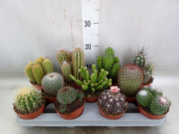 <h4>Cactus   ...mix</h4>