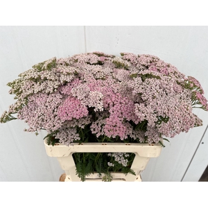 Achillea Pink Lady Winsen