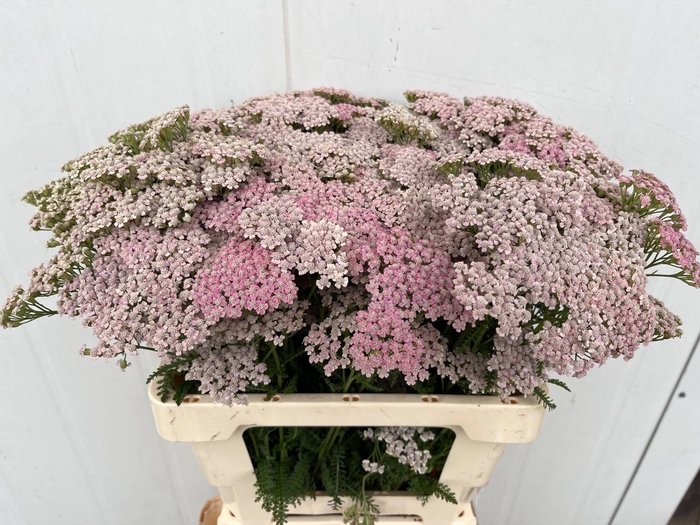 <h4>ACHIL PINK LADY</h4>