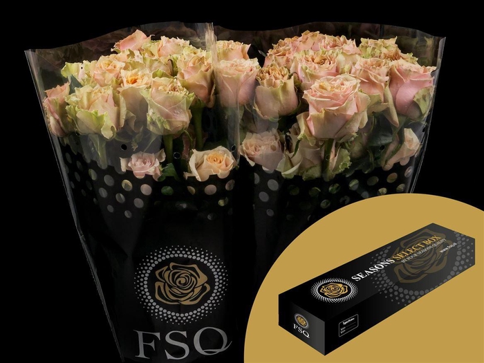 <h4>R GR Caramel Macchiato Box</h4>