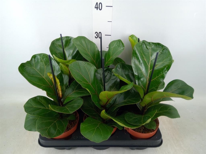 <h4>Ficus lyrata 'Bambino'</h4>