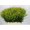 Solidago Tara Gold