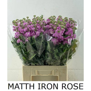 MATTH IRON ROSE