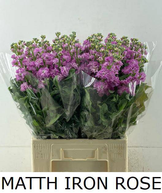 <h4>MATTH IRON ROSE</h4>