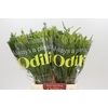 BQ Cape Greenmix