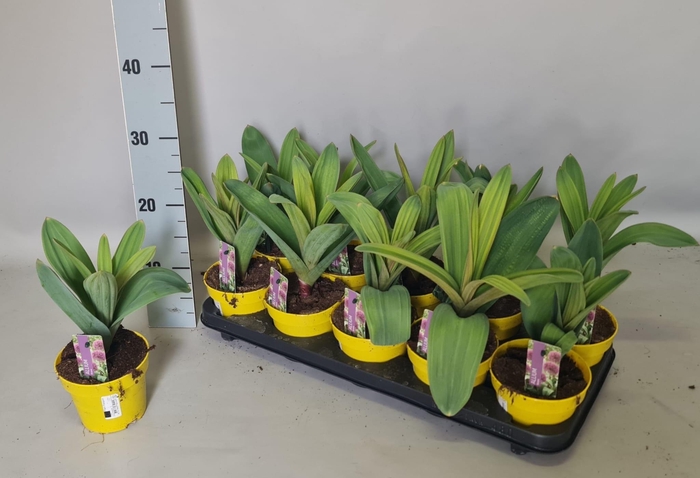 <h4>ALLI OSTARA</h4>