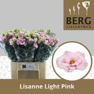 EUS G LISANNE L PINK