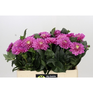 Dahlia Annamarie