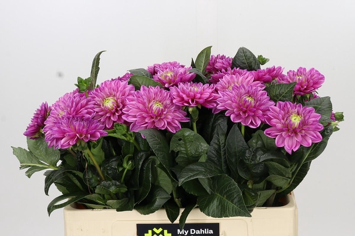 <h4>Dahlia Annamarie</h4>