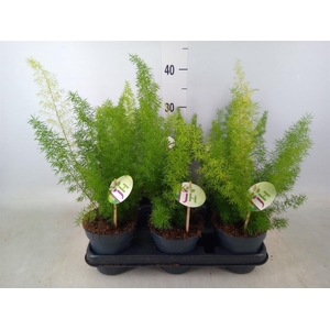 Asparagus dens. 'Meyers'