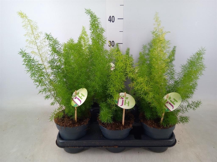 <h4>Asparagus dens. 'Meyers'</h4>