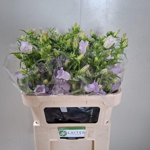 CAMP M CHAMPION LAVE