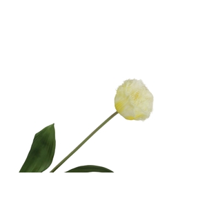 Tulipa Crispa Yellow FL440262YEL