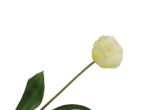 Tulipa Crispa Yellow FL440262YEL