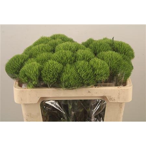 Di Barb Kiwi Mellow X10