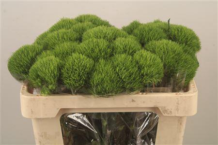 <h4>Di Barb Kiwi Mellow X10</h4>