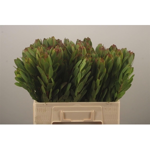 Leucad Saf Goldstrik