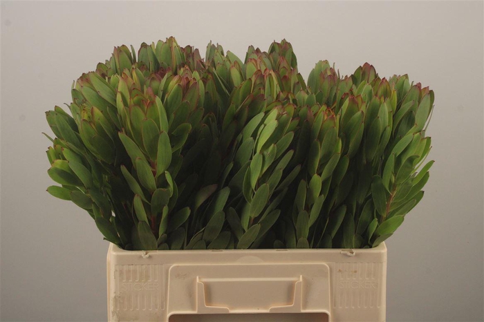 <h4>Leucad Saf Goldstrik</h4>