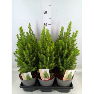 Picea glauca 'Perfecta'