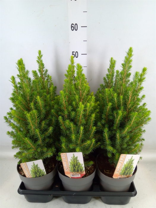 <h4>Picea glauca 'Perfecta'</h4>