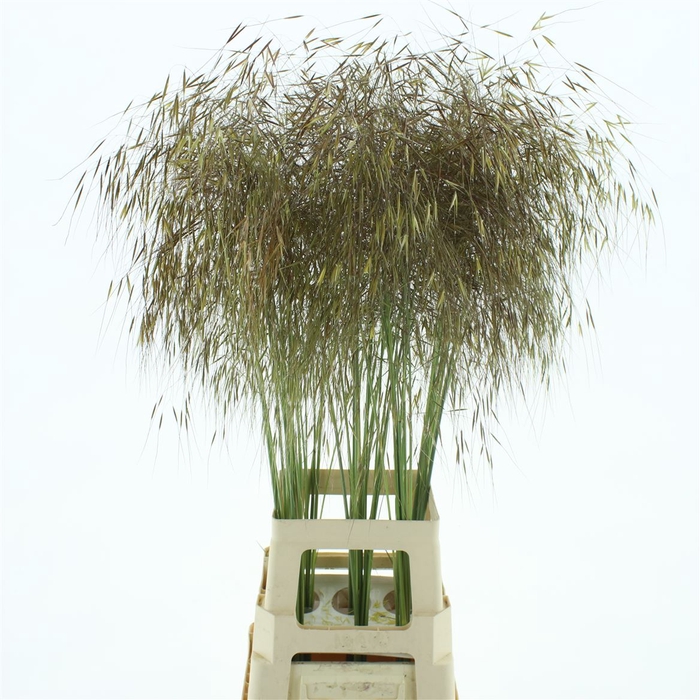 <h4>Stipa Gold</h4>