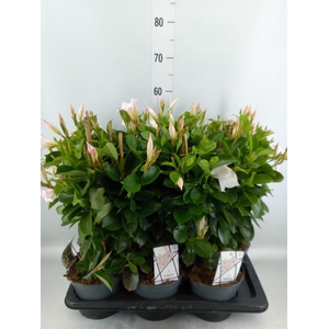 Mandevilla am. 'Diaman Jade White'