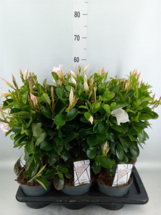 <h4>Mandevilla am. 'Diaman Jade White'</h4>