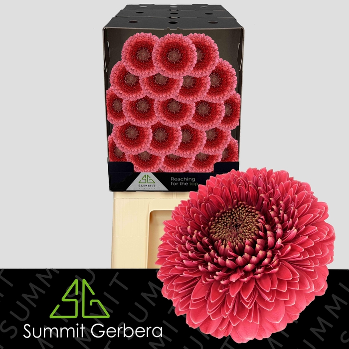 <h4>Germini Pomponi Gonzo Diamond</h4>