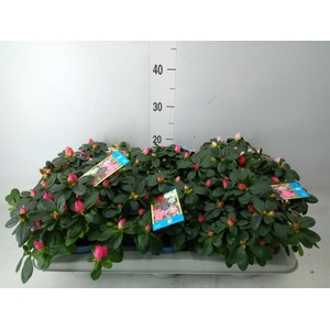 Rhododendron sim. 'Hellmut V' .mix6