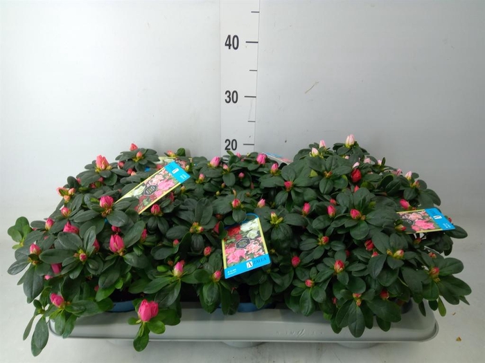 <h4>Rhododendron sim. 'Hellmut V' .mix6</h4>