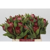 Protea Robijn