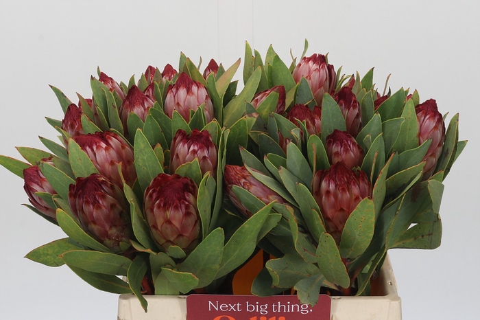 <h4>Protea Robijn</h4>