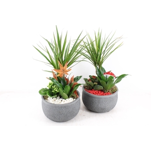 arr2 PL - Ker. barok green dracena - rood/wit