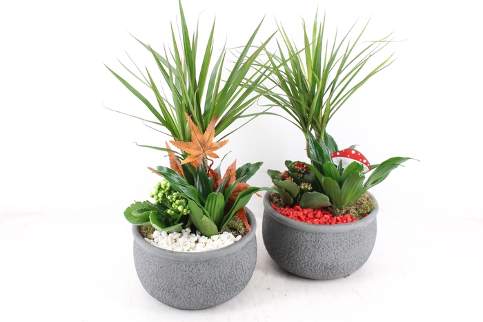<h4>arr2 PL - Ker. barok green dracena - rood/wit</h4>