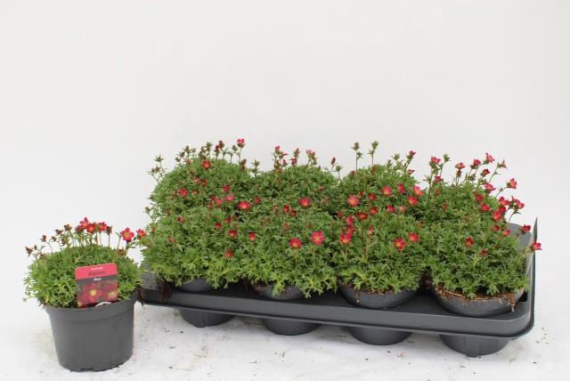 <h4>SAXIF AR PETER PAN</h4>