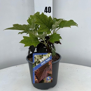 Hydrangea quercifolia