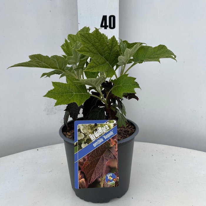 <h4>Hydrangea quercifolia</h4>