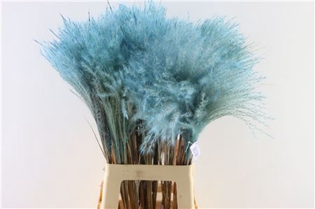 <h4>Dried Stipa Feather L. Blue P. Stem</h4>