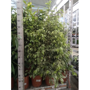 Ficus benja. 'Golden King'