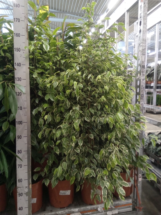 <h4>Ficus benja. 'Golden King'</h4>
