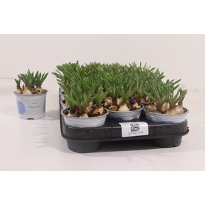 MUSCARI ARMENIACUM BLUE P9