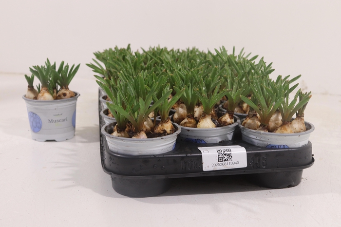 <h4>MUSCARI ARMENIACUM BLUE P9</h4>