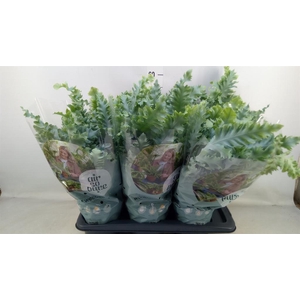 Phlebodium aureum 'Davana'