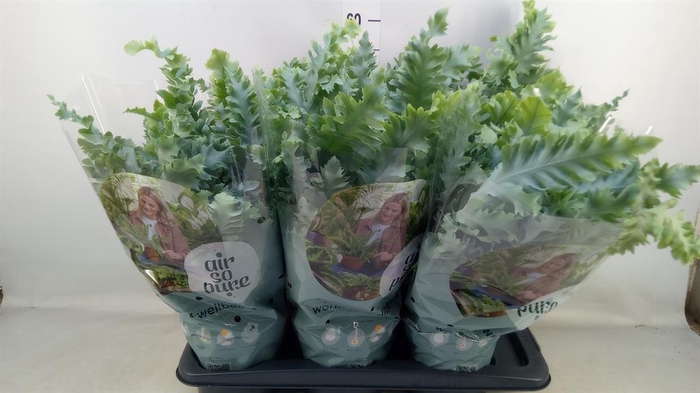 <h4>Phlebodium aureum 'Davana'</h4>