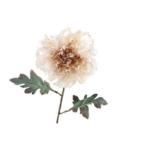 Crysanthemum Dried Beige