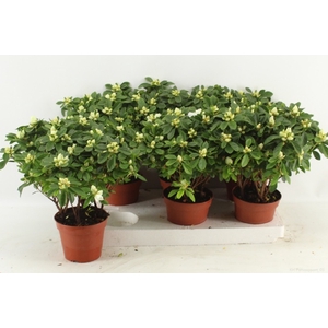 Rhododendron simsii Gitti 14Ø 37cm 37Ø